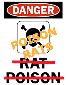 poison-rats