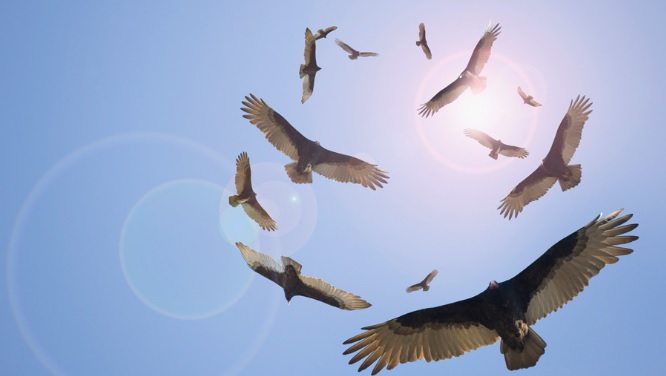 vultures circling